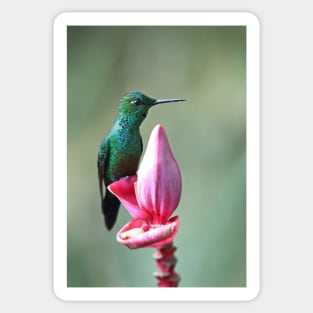 Green-Crowned Brilliant Hummingbird - Costa Rica Sticker